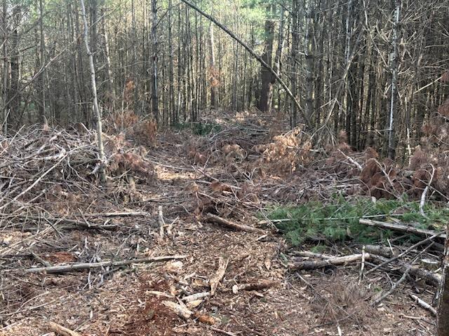 The recently harvest row of pines has completely blocked access, views, and pathway.
