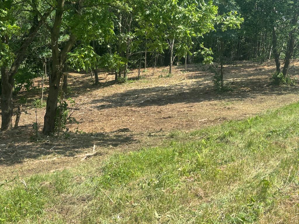 After completion, the area is clear.  There is plenty of space and nutrients for White Oak to grow freely.