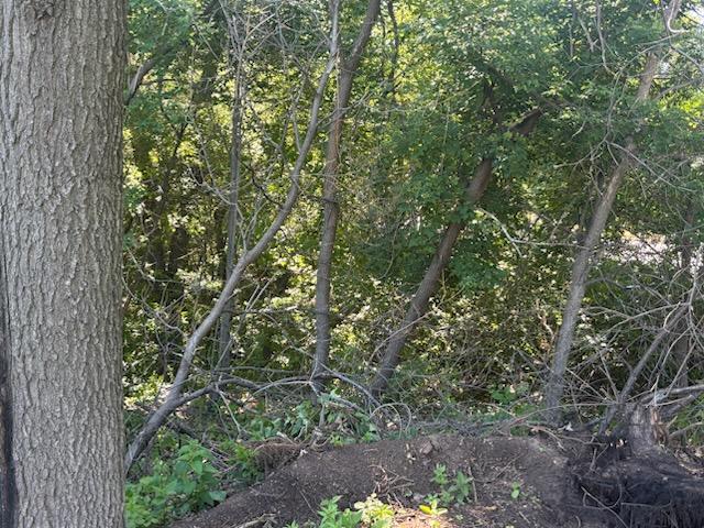 Unusable sloped backyard choked with brush, saplings, and debris — Menomonie, Wisconsin